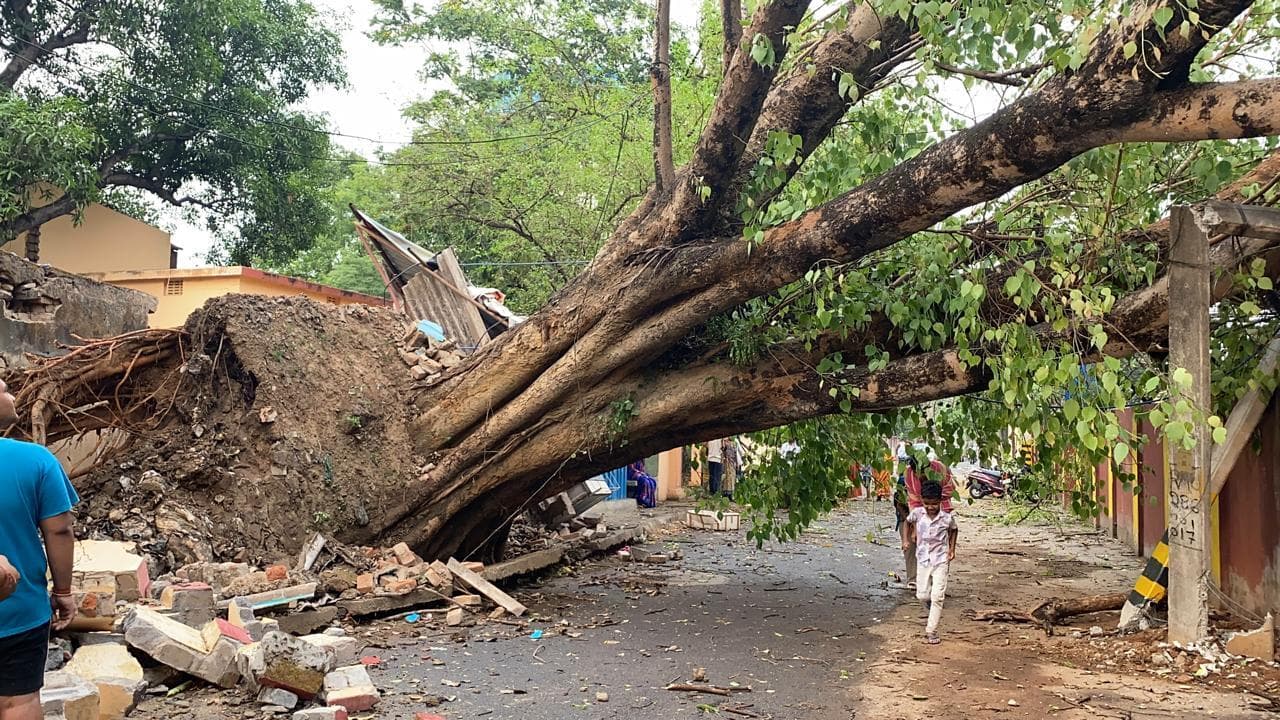 Rourkela News: उदितनगर टीना कॉलोनी में गिरा 100 साल पुराना पीपल का पेड़, काल बैसाखी ने मचाया तांडव