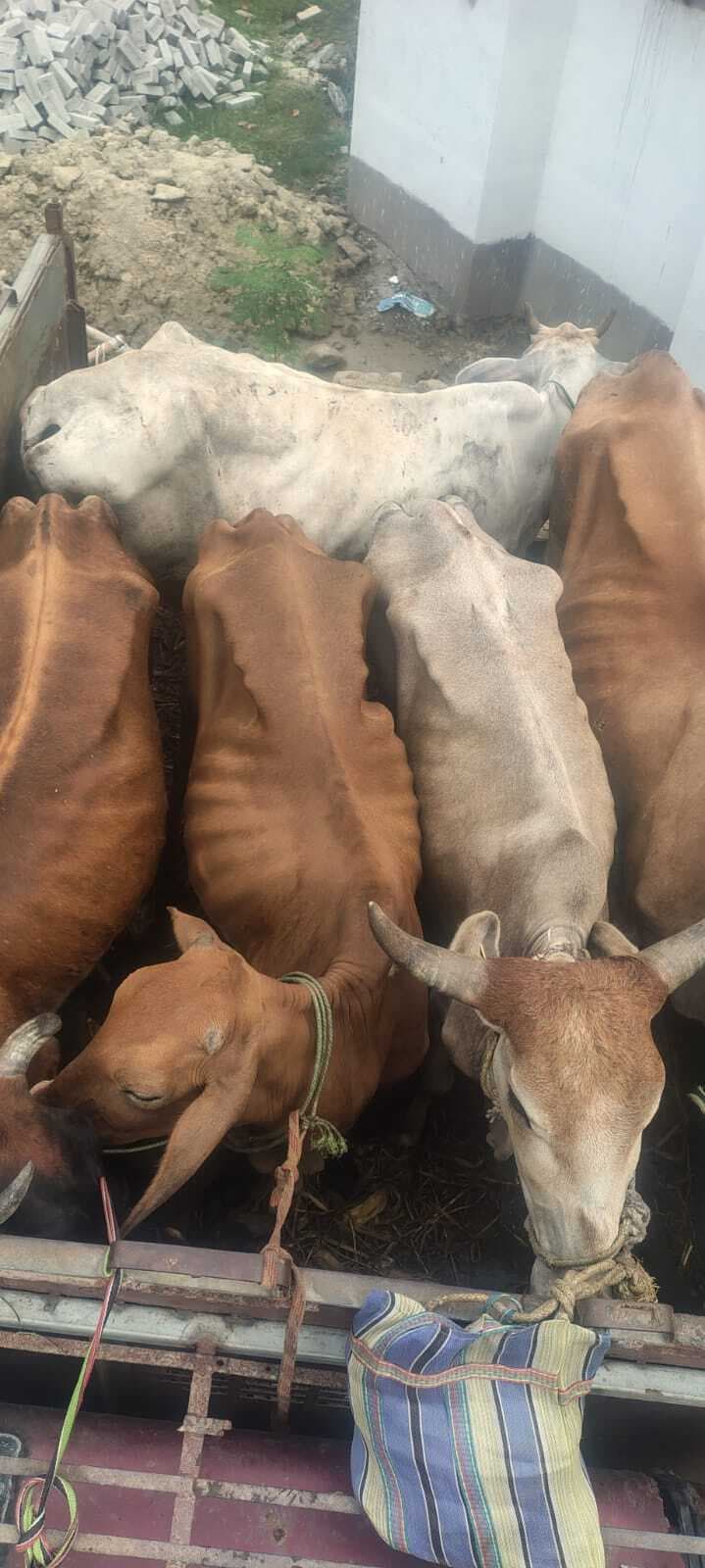 Katihar  चार पिकअप वैन से 17 गायों को किया जब्त, तस्कर फरार