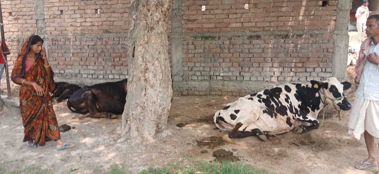 Khagaria अलौली में स्वास्थ्य केंद्र बदहाल, मरीजों के बैठने की व्यवस्था तक नहीं, परिसर में बांधा जाता है मवेशी