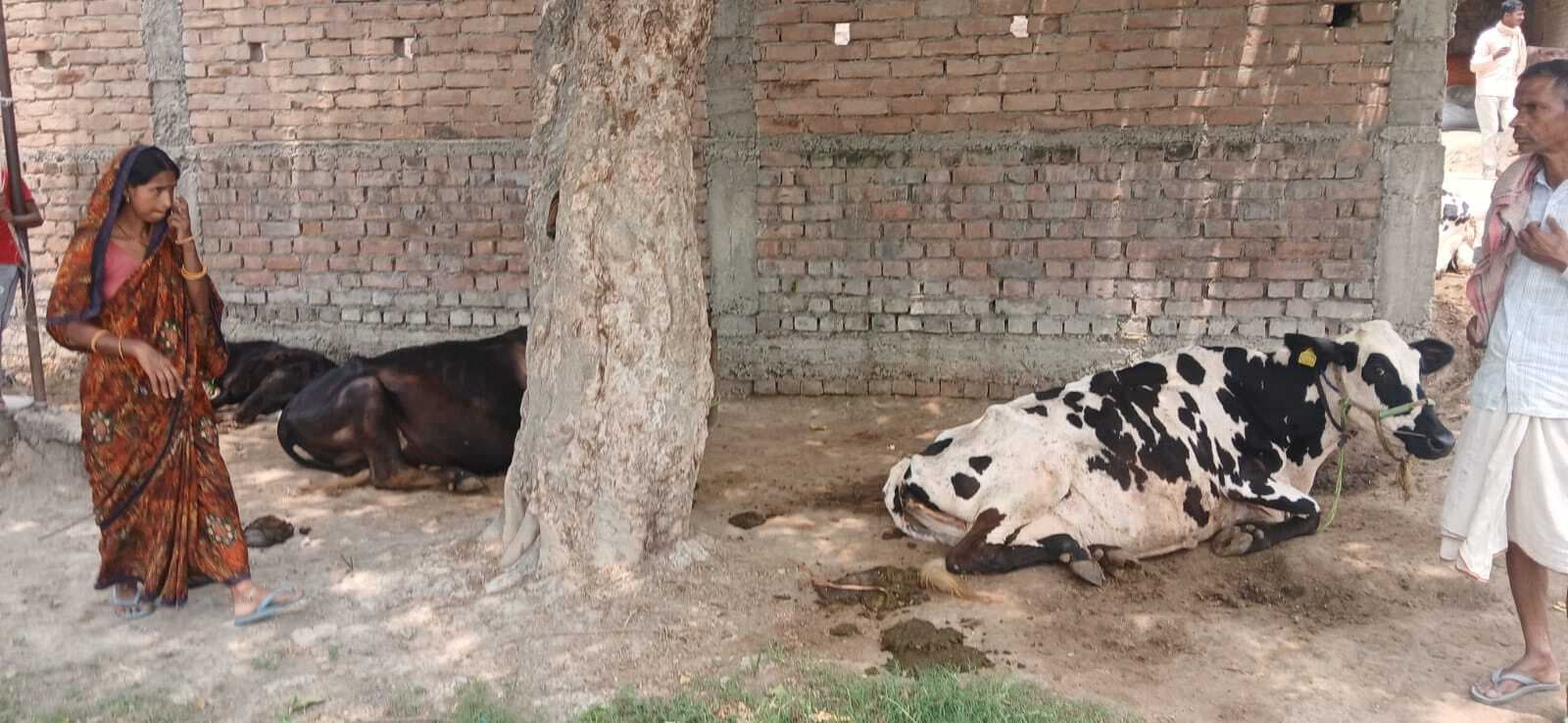 Khagaria अलौली में स्वास्थ्य केंद्र बदहाल, मरीजों के बैठने की व्यवस्था तक नहीं, परिसर में बांधा जाता है मवेशी