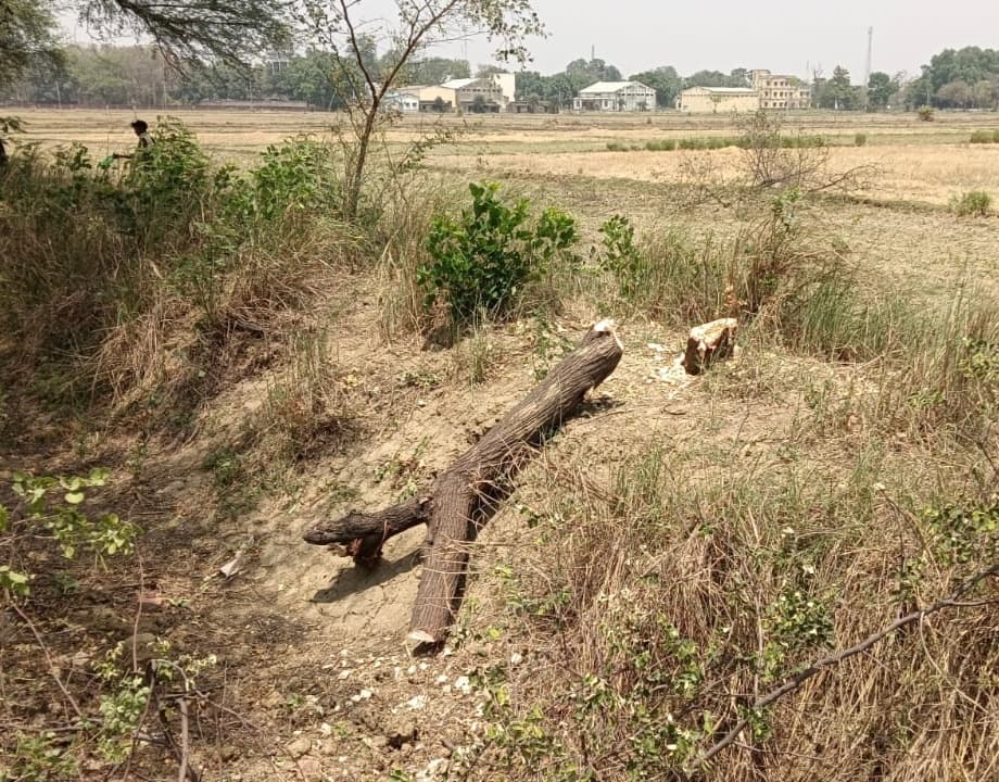 तेतरिया में हरे पेड़ों की कटाई पर बवाल, जांच में जुटा प्रशासन