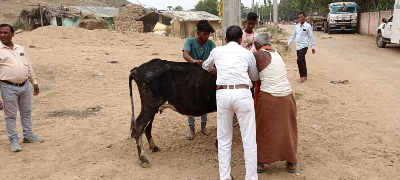 MUNGER मंझगांय गांव में लगा पशु बांझपन निवारण शिविर