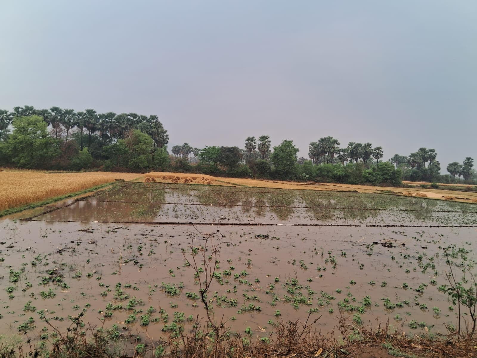 कौआकोल में तेज आंधी-पानी से शादी के पंडाल उखड़े और फसलें बर्बाद