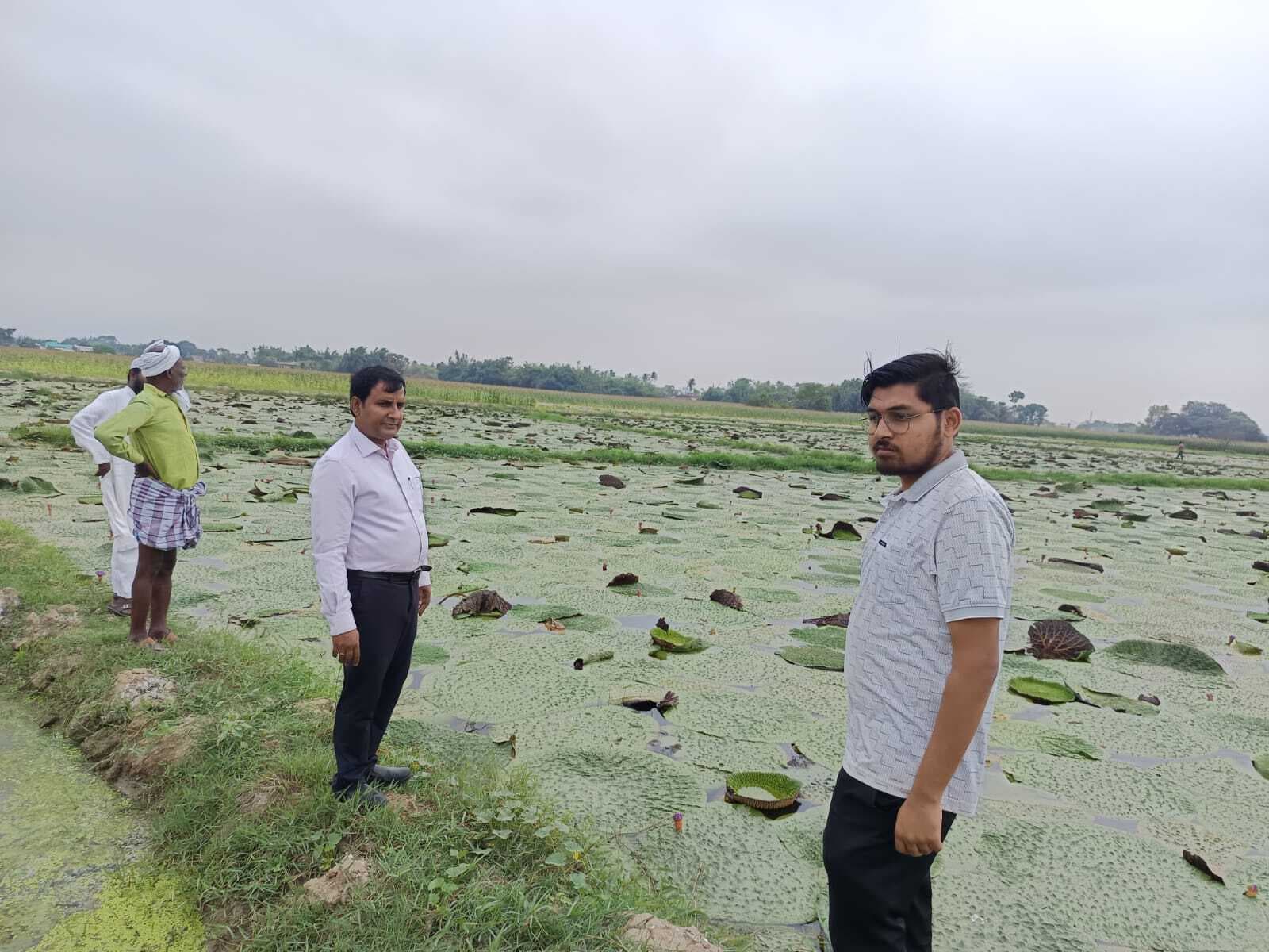 Bhagalpur news पीरपैंती दियारा में मखाना की खेती शुरू, किसान होंगे समृद्ध