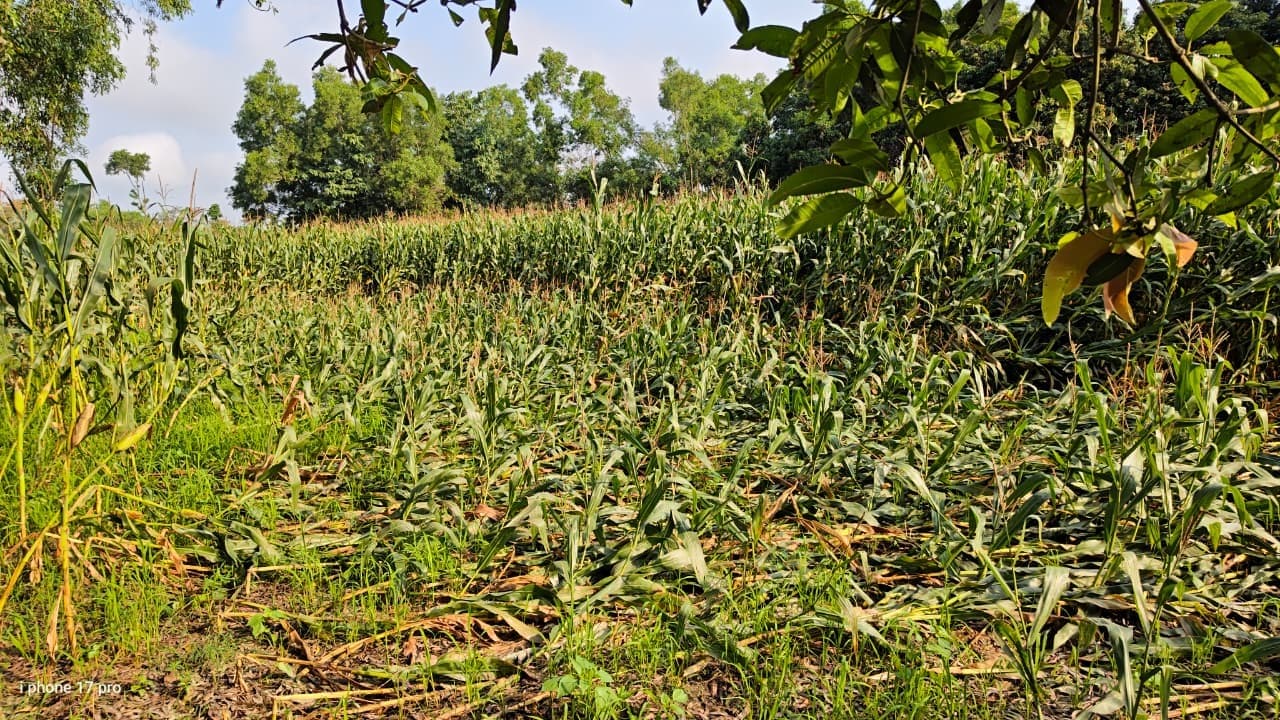 MADHEPURA बेमौसम आंधी-तूफान से तबाही, मक्का फसलें व बचे-खुचे आम बर्बाद
