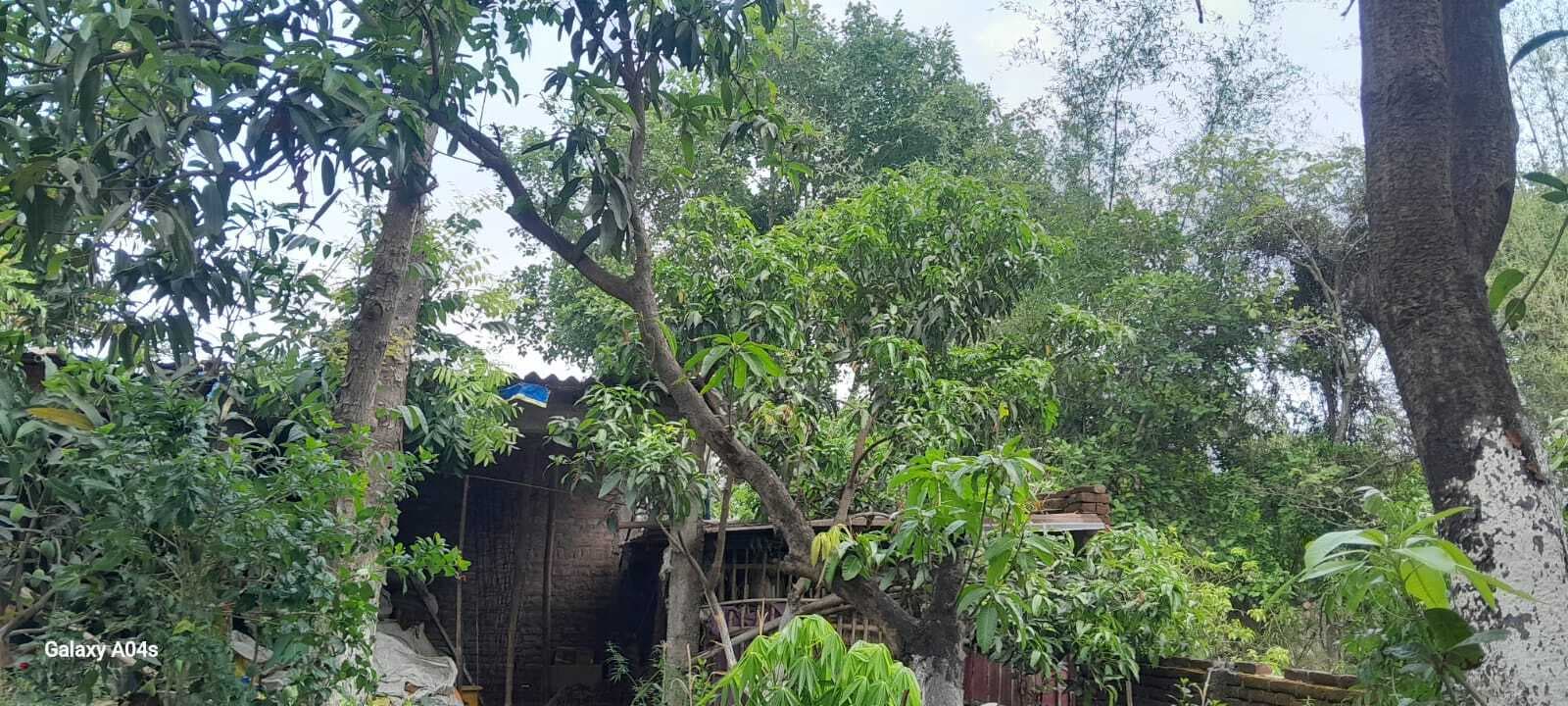 BANKA तेज हवा व बारिश से बिजली आपूर्ति बाधित, किसानों की मेहनत पर फिरा पानी