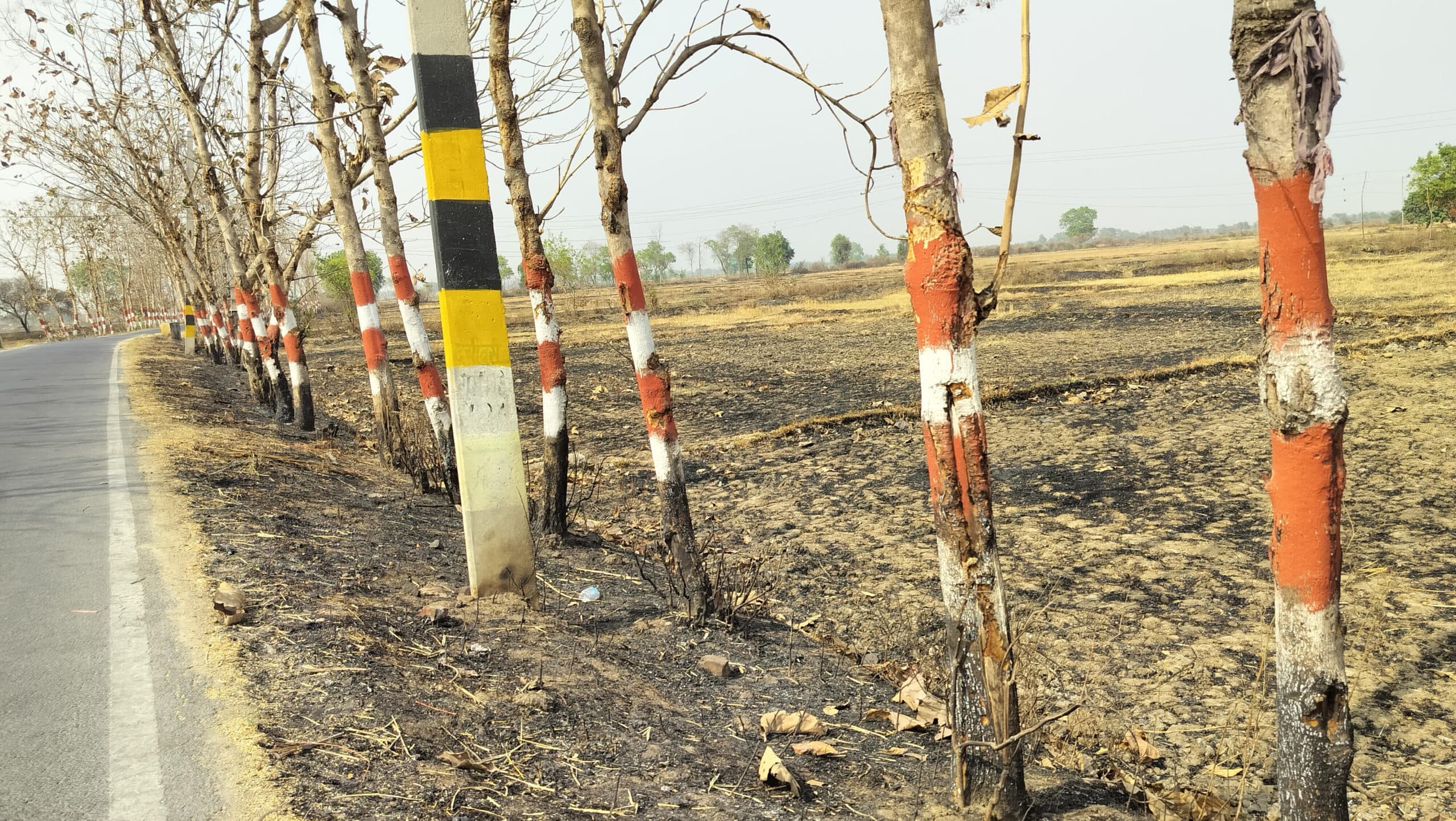 पराली की आग से एक दर्जन सागवान के पेड़ झुलसे