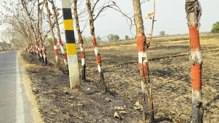 पराली की आग से एक दर्जन सागवान के पेड़ झुलसे