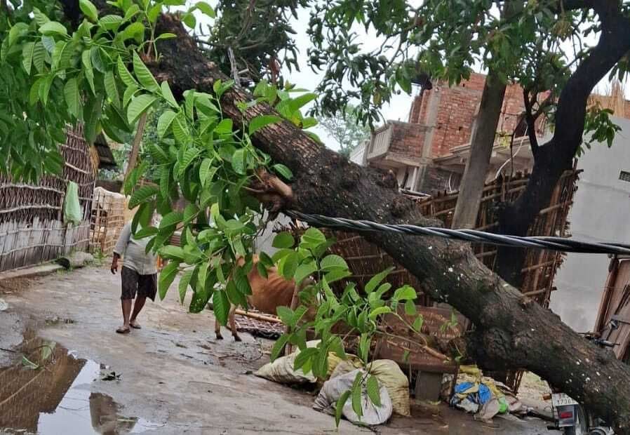ARARIA तेज आंधी, तूफान व मूसलाधार बारिश से भरगामा में तबाही, पेड़ गिरे-छप्पर उड़े, जनजीवन अस्त-व्यस्त