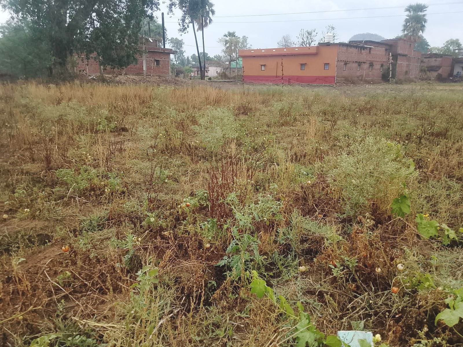 बेमौसम बारिश से कहीं राहत तो कहीं आफत, किसानों की बढ़ी चिंता