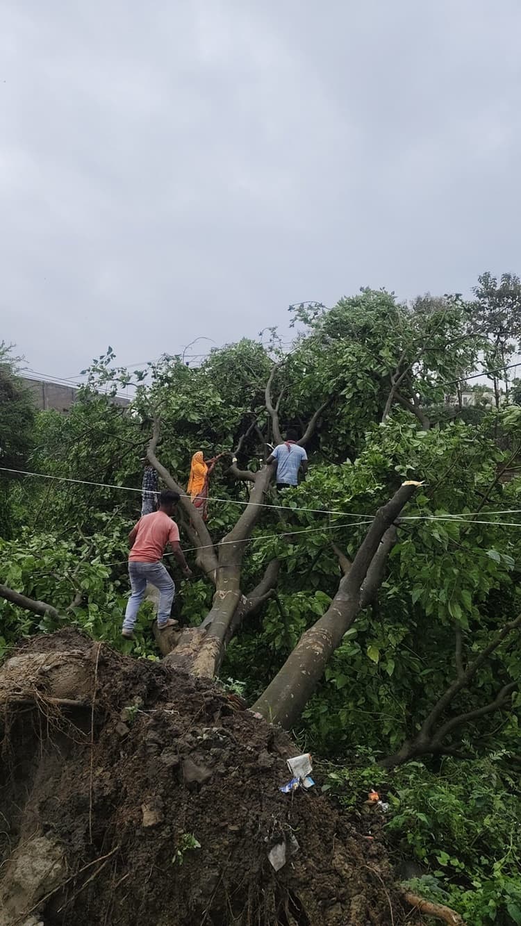 आंधी में पेड़ गिरने से टूटे नौ बिजली पोल, 16 इंसुलेटर पंक्चर