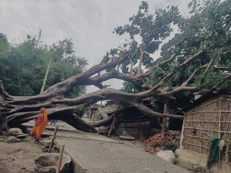 आंधी की चपेट में आये 100 वर्ष पुराना पेड़ धराशायी