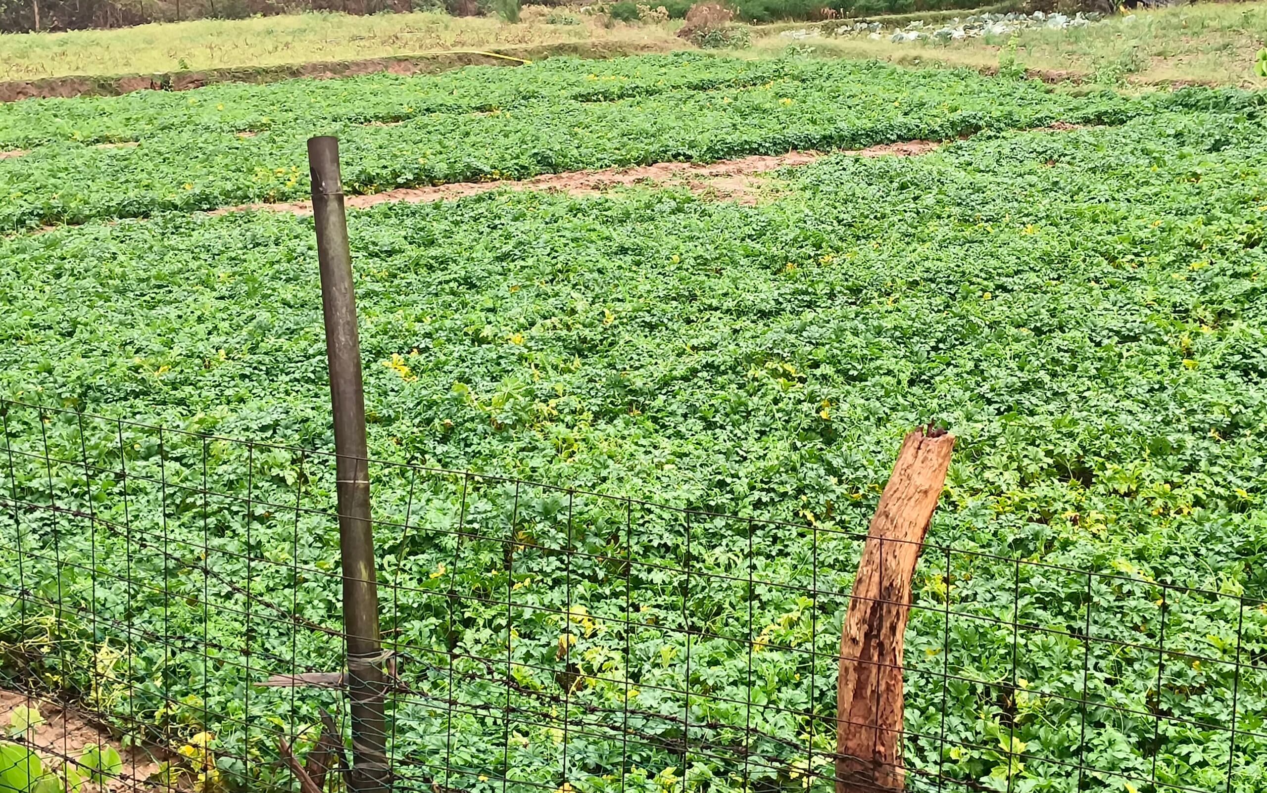 Giridih News :बारिश से जेठुआ फसलों को पहुंचा नुकसान