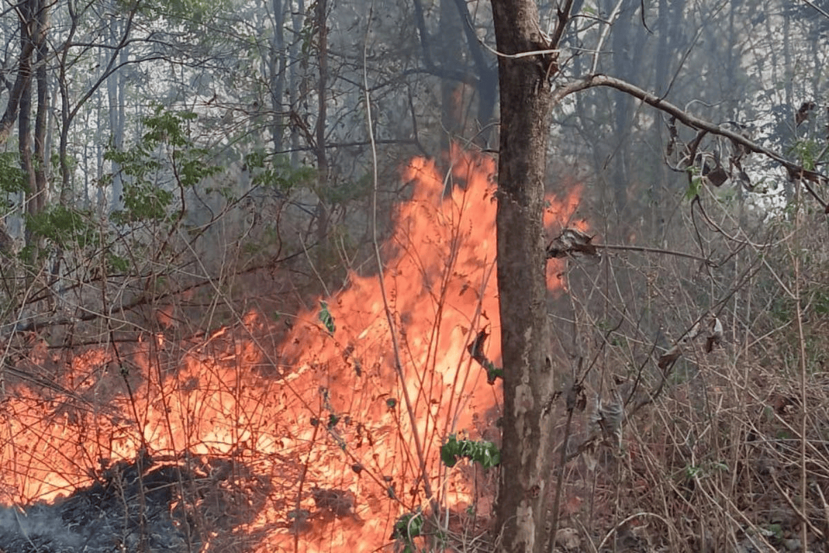 कोडरमा में महुआ की लालच में जंगल में आग लगा रहे लोग