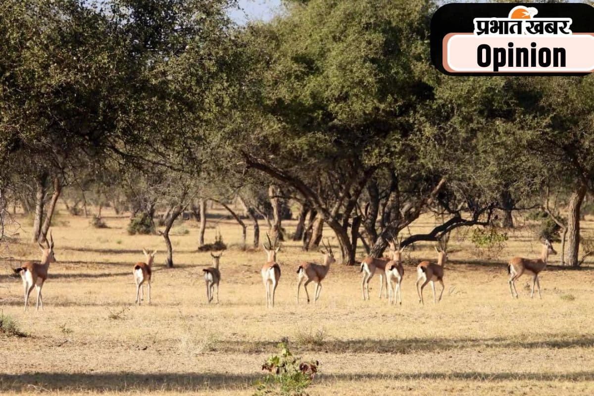 मरुस्थल के पर्यावरण के लिए जरूरी है ओरण को बचाना