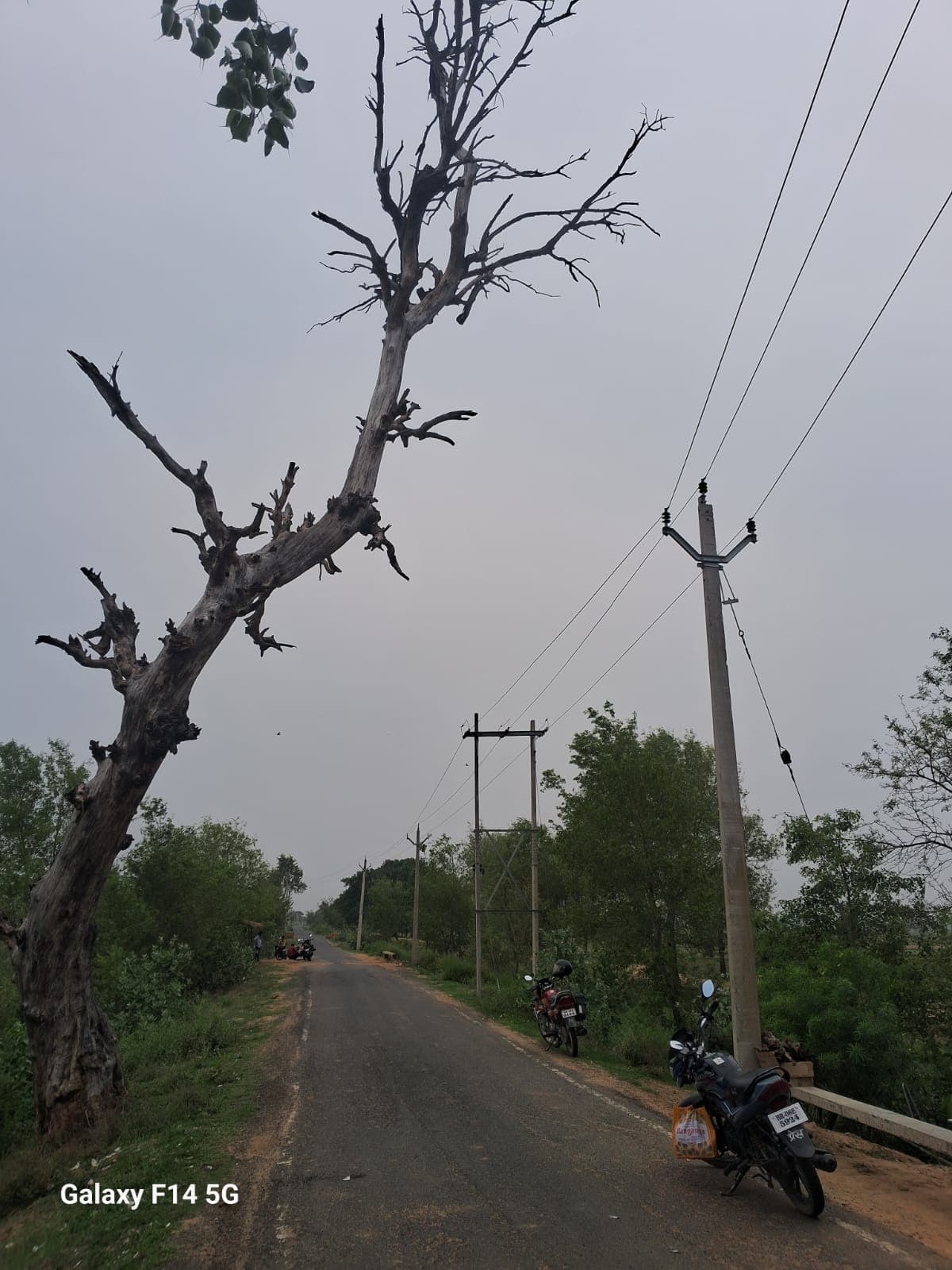 मुख्य सड़कों पर मौत बनकर खड़े हैं सूखे पेड़, प्रशासन की अनदेखी से राहगीर खौफजदा