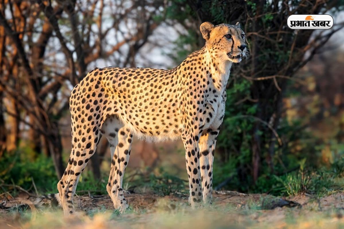भारत के किस राज्य को कहते हैं Cheetah State, जानें वजह