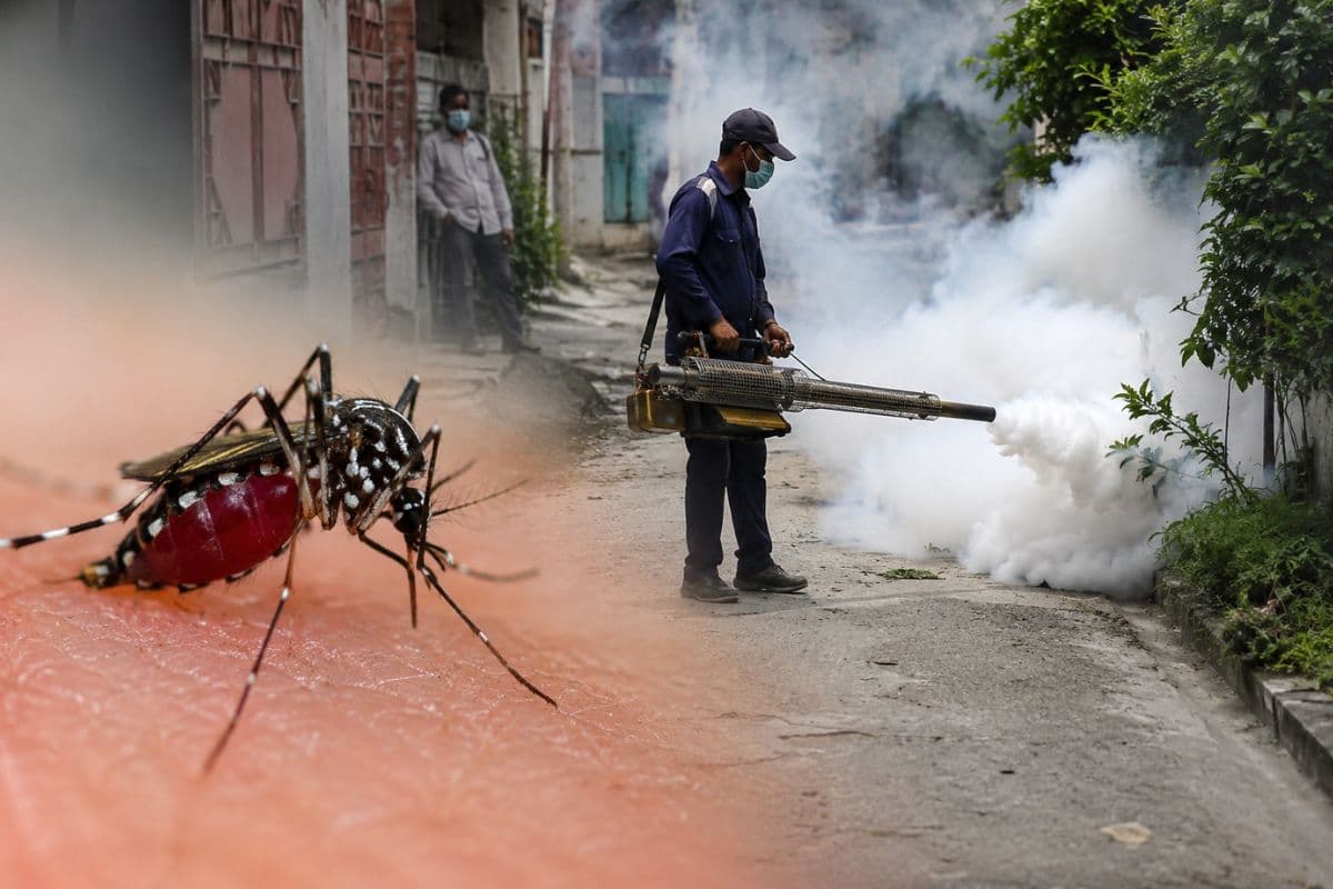 Delhi Dengue Report