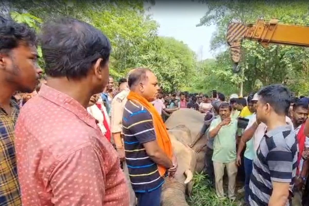 East Singhbhum: आम खाने पहुंचे जंगली हाथी की संदिग्ध मौत, जांच में जुटी वन विभाग की टीम