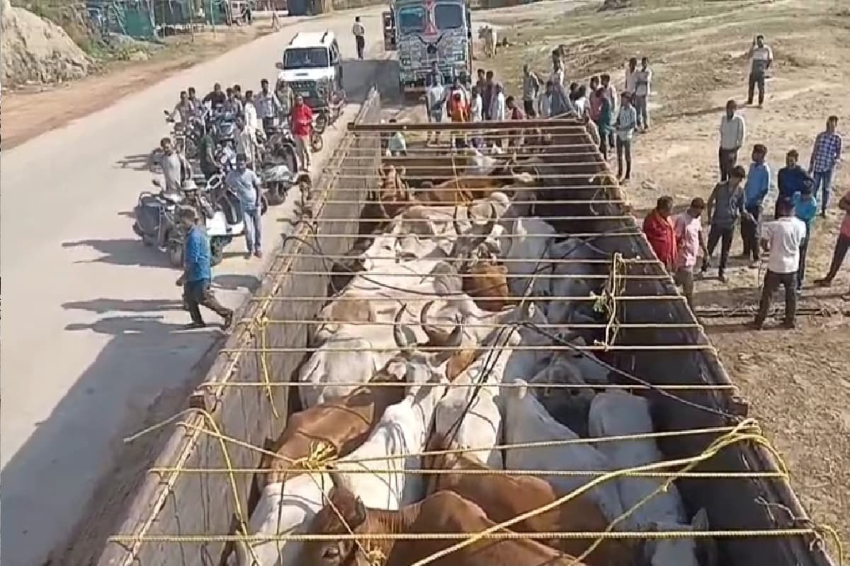 पशु तस्करों ने दी एक लाख की लालच, लेकिन ग्रामीणों ने मवेशियों से भरा ट्रक पुलिस को सौंपा