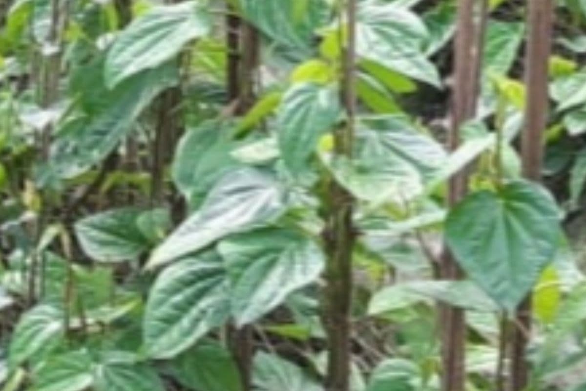 Hajipur News: गोरौल का मशहूर पान किसानों की बढ़ा रहा आमदनी