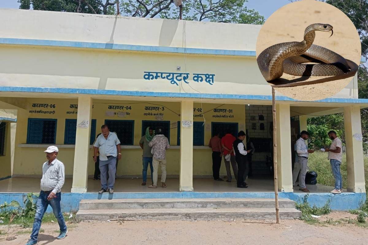 हजारीबाग DTO ऑफिस में निकल रहे जहरीले सांप, कर्मियों में डर का माहौल