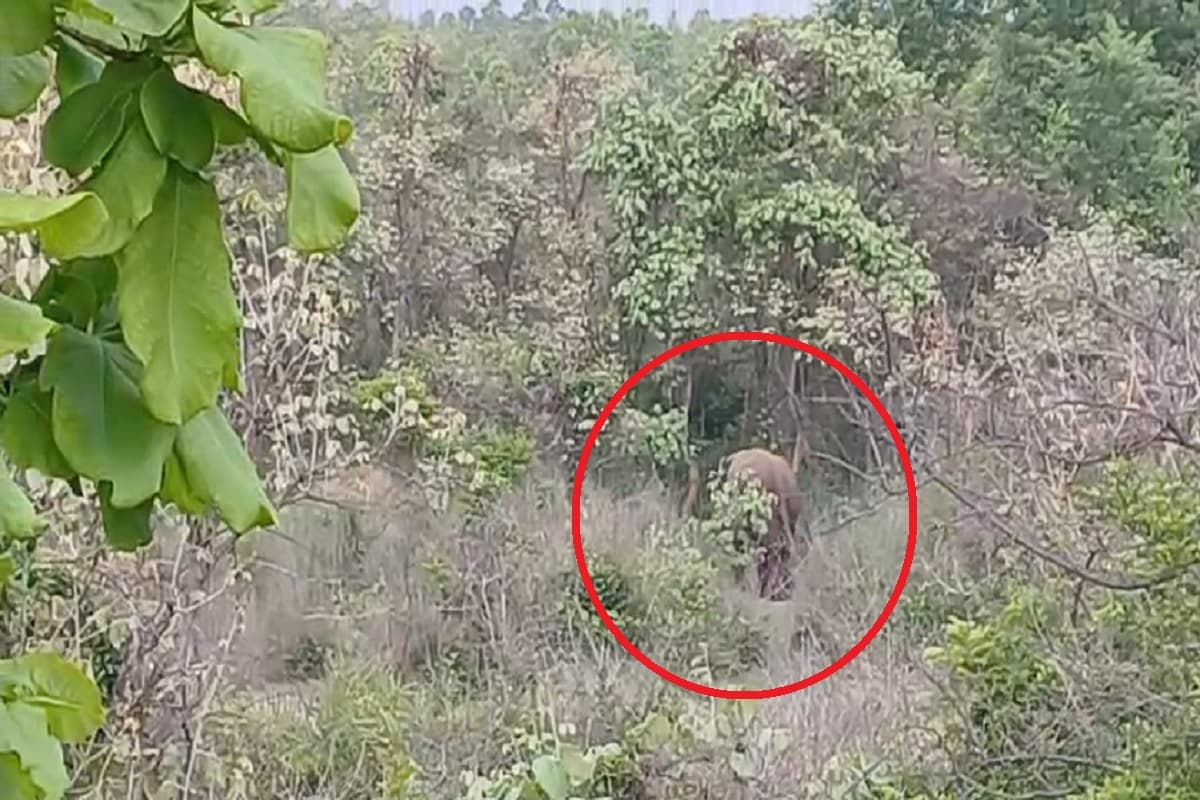 हजारीबाग के दारू में घूम रहा जंगली हाथी, गांवों में फैला अनहोनी का खौफ