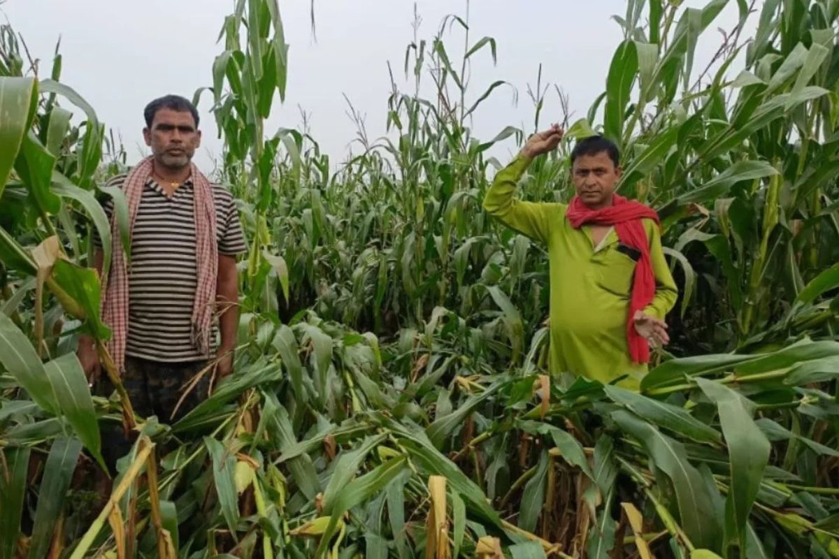 मौसम की मार और गिरते दामों ने तोड़ी किसानों की कमर, बेलदौर के मक्का उत्पादक रो रहे खून के आंसू