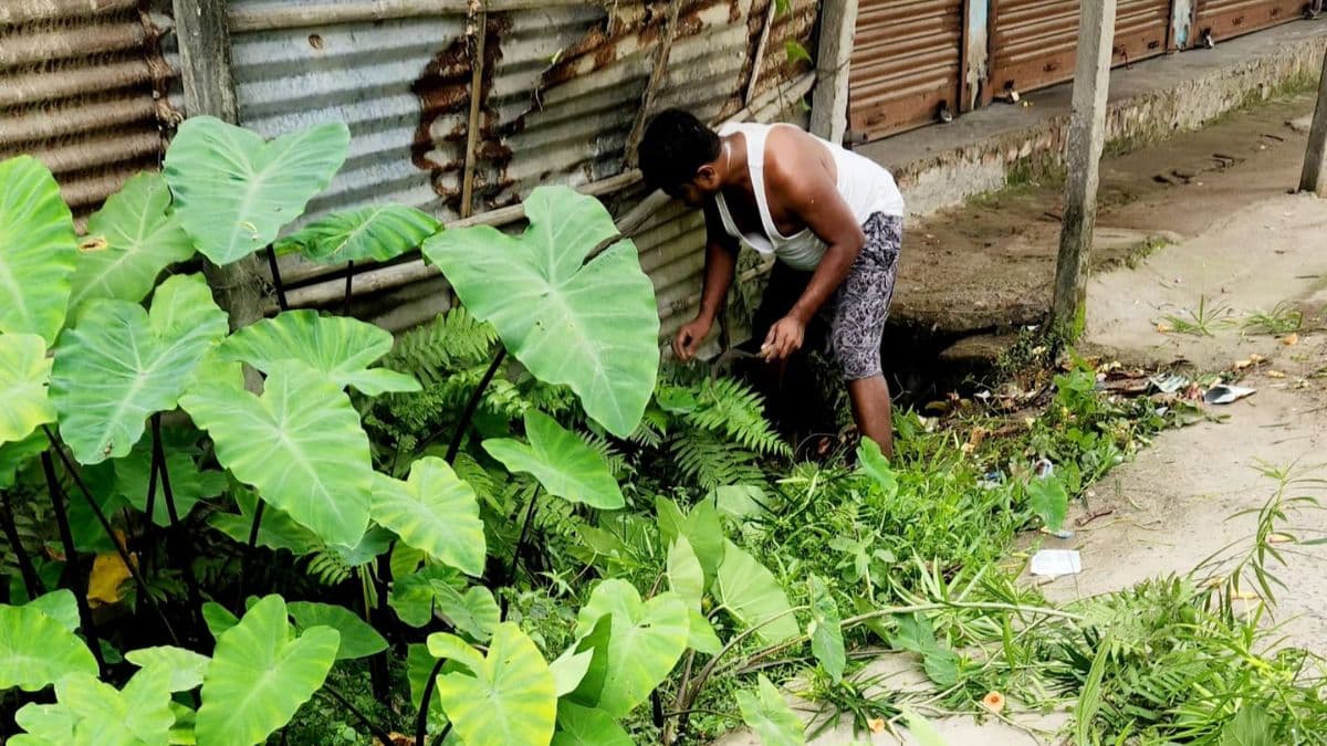 किशनगंज में बारिश ने खोली पौआखाली नगर पंचायत की पोल, जलजमाव और मच्छरों से लोग परेशान