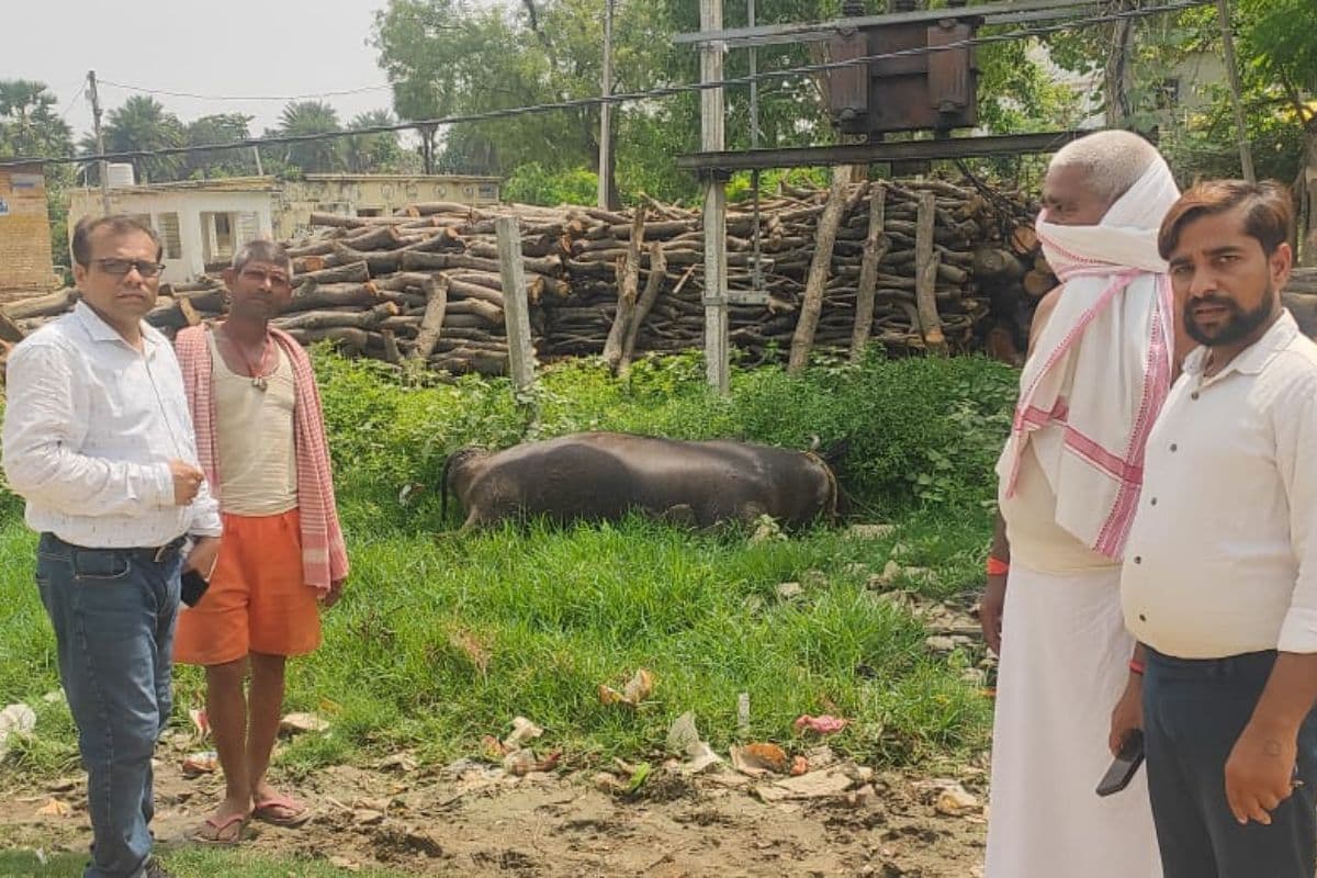 लखीसराय में ट्रांसफार्मर के करंट से गाय की मौत, पीरीबाज़ार में फूटा ग्रामीणों का गुस्सा
