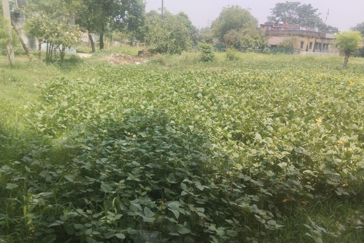 लखीसराय में ग्रीन गोल्ड बनी मूंग की खेती, किसानों को एक साथ मिल रहा मुनाफा और जैविक खाद का फायदा