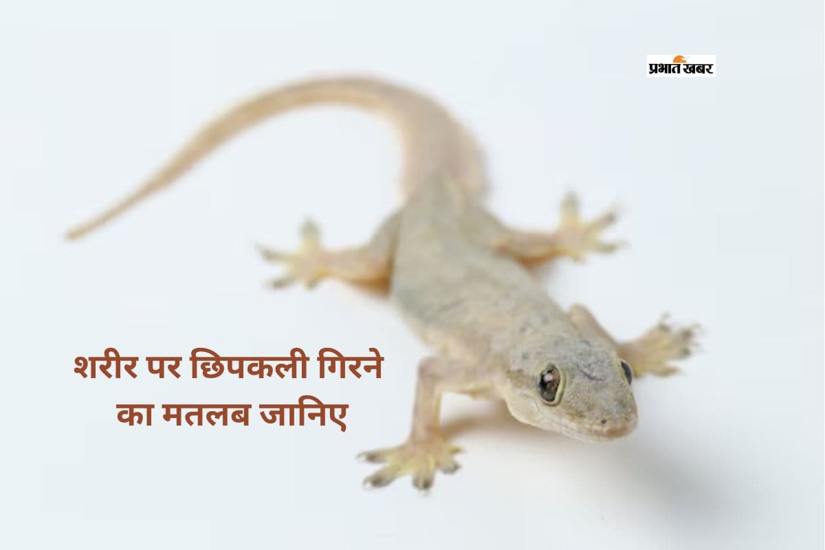 शरीर के इन अंगों पर छिपकली गिरना देता है शुभ-अशुभ संकेत, जानें सामुद्रिक शास्त्र क्या कहता है