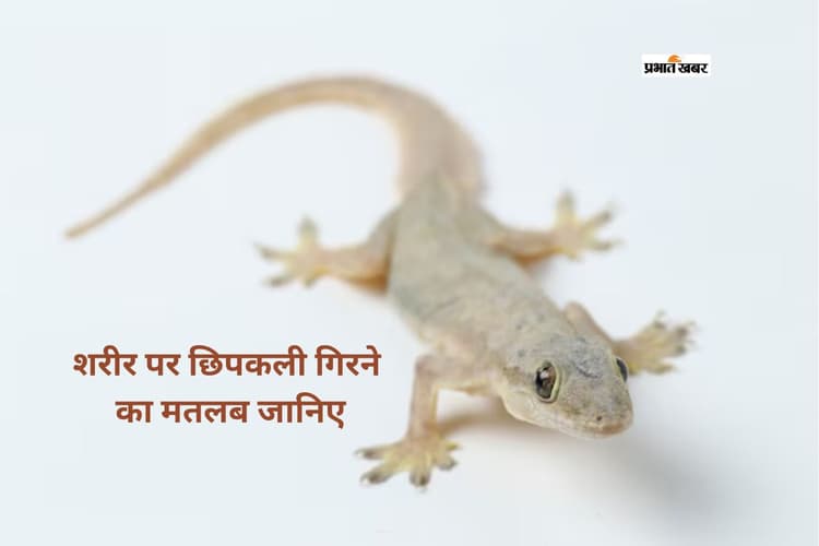 शरीर के इन अंगों पर छिपकली गिरना देता है शुभ-अशुभ संकेत, जानें सामुद्रिक शास्त्र क्या कहता है