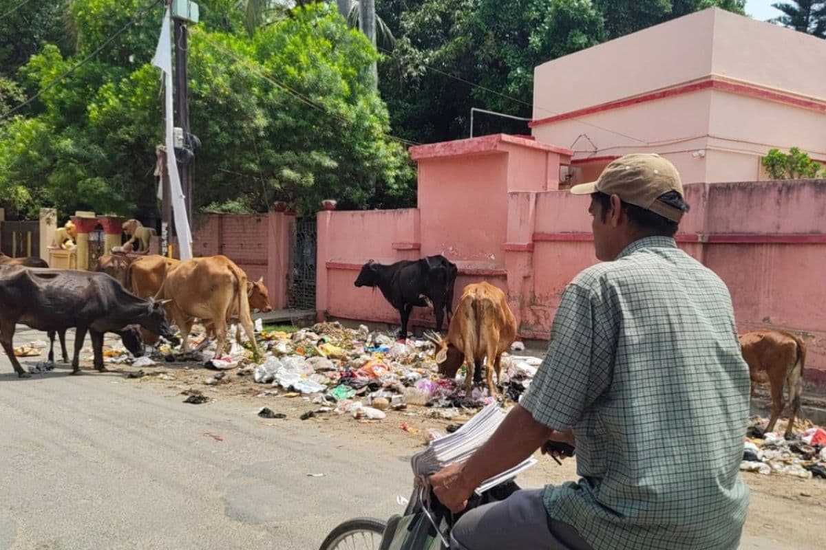 मुंगेर में बीआरएम कॉलेज रोड पर कूड़े का पहाड़, परेशान लोग, पॉलिथीन खाकर बीमार हो रहे मवेशी