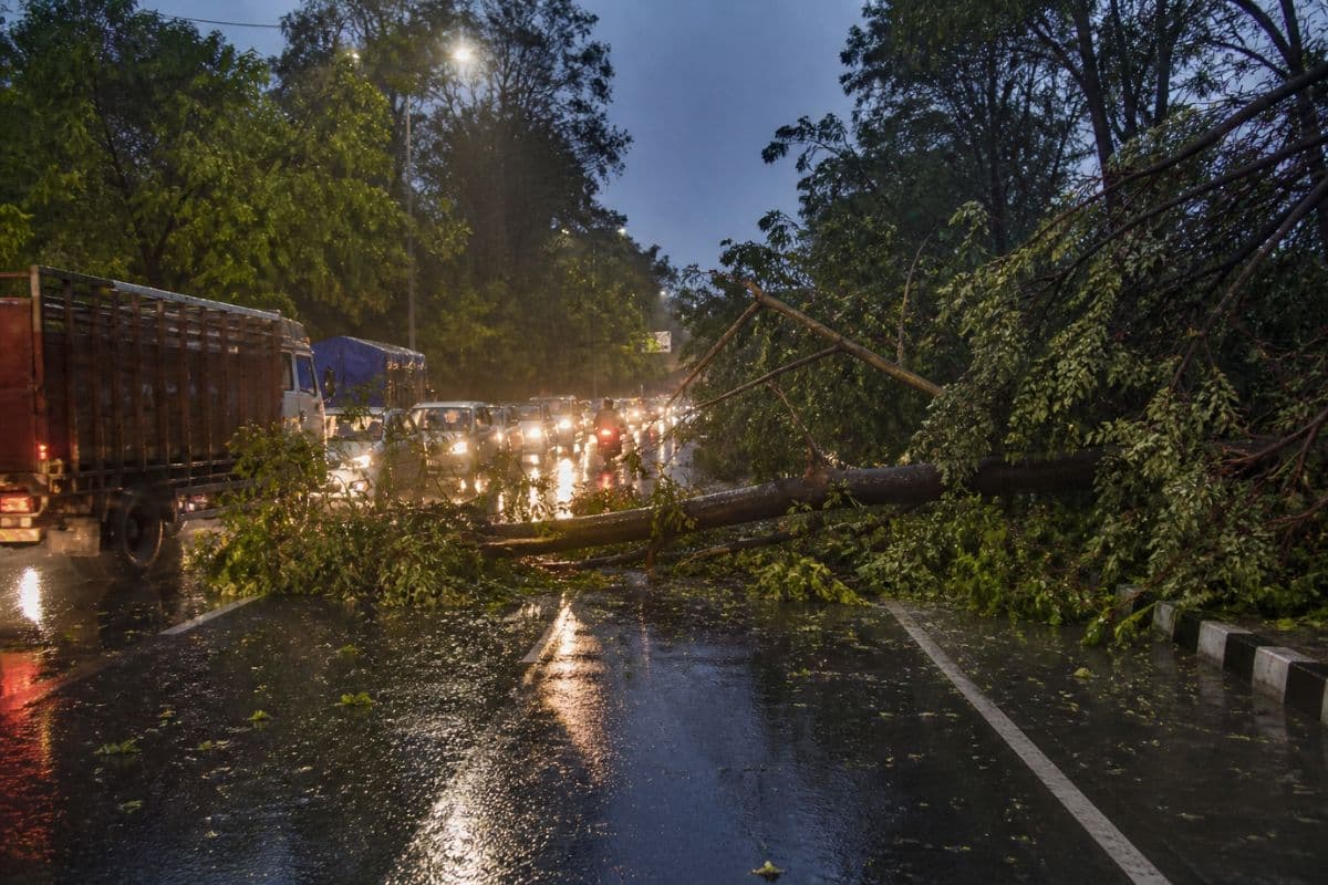 रामगढ़ में आंधी-बारिश से NH-33 पर गिरा पेड़, लोगों को हुई आने-जाने में दिक्कत 