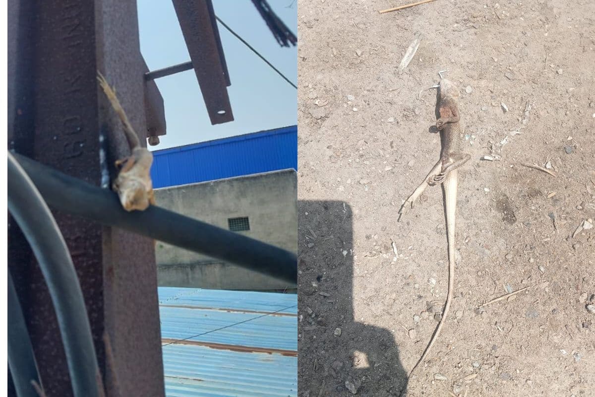 Ranchi: तुपुदाना इंडस्ट्रीयल एरिया में गिरगिट ने 40 मिनट तक रोके रखा करीब 50 कारखानों का प्रोडक्शन