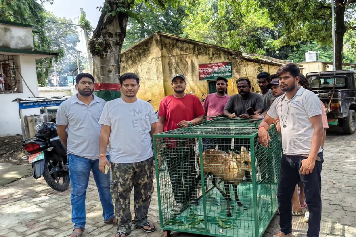 साहिबगंज शहर में पहली बार दिखा चीतल, रेस्क्यू के बाद इलाज के दौरान मौत