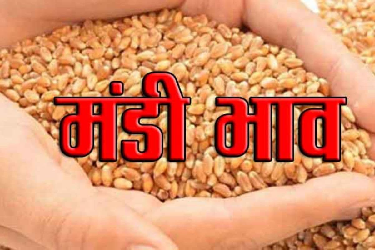 Darbhanga Mandi Bhav: शिवधारा बाजार समिति में अनाज, दाल और तेल का ताजा रेट जारी