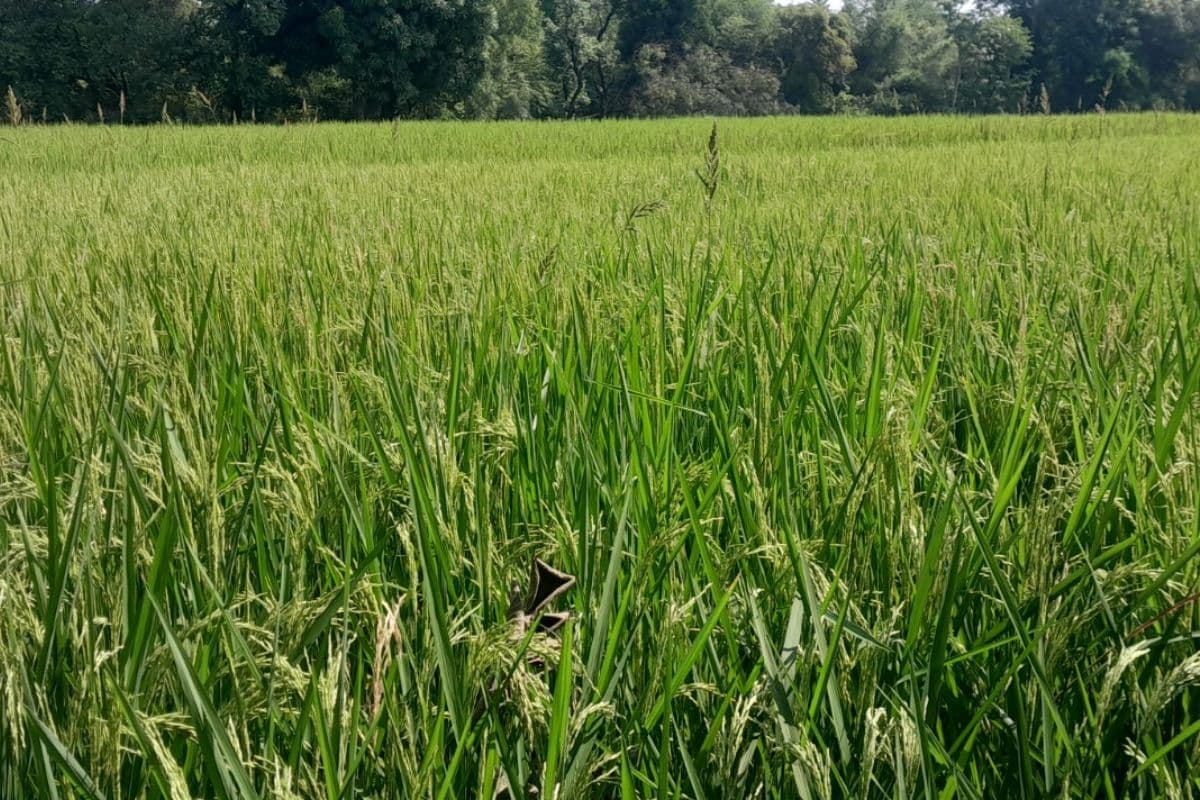 सरायकेला खरसावां जिले में बढ़ा गरमा खेती का दायरा, किसान उत्साहित
