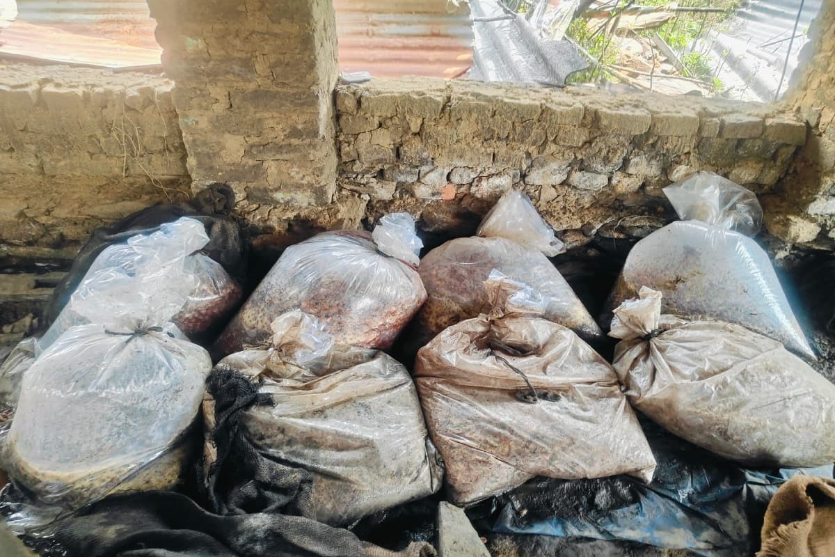 पश्चिमी सिंहभूम में उत्पाद विभाग की कार्रवाई, आठ शराब भट्टी ध्वस्त, 2400 किलो जावा महुआ नष्ट