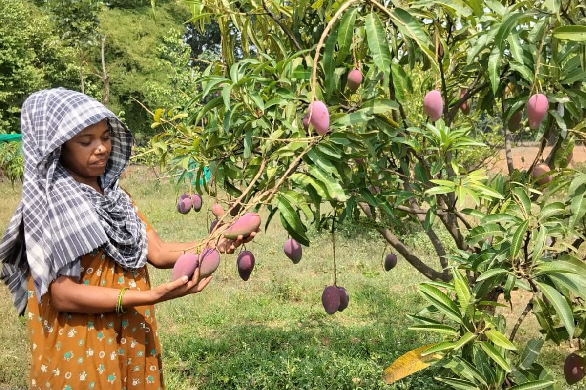 खूंटी की महिला किसान ने किया कमाल, उगाया लाखों में बिकने वाला मियाजाकी आम