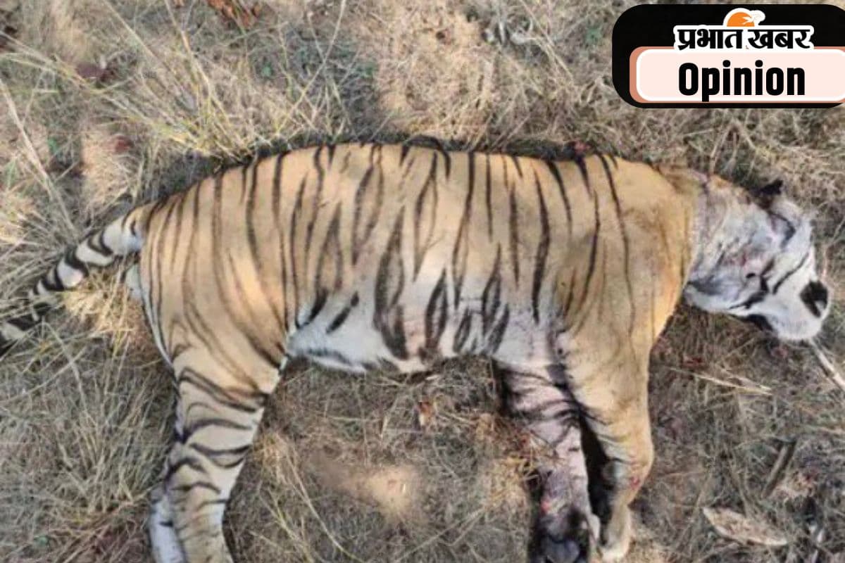 बाघों के संरक्षण में बाधक हैं उनकी मौत के आंकड़े