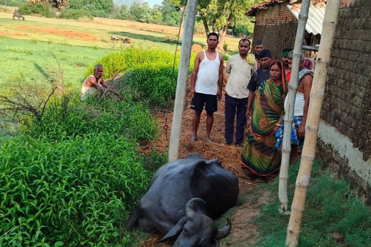 नवादा में बिजली करंट की चपेट में आने से भैंस की मौत, किसान का रो रो कर बुरा हाल