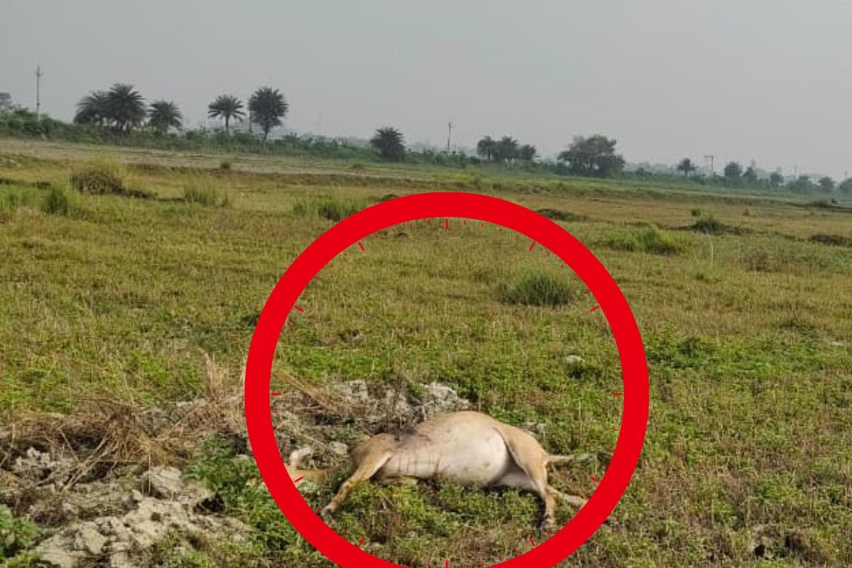 हाजीपुर में जानवरों का शिकार कर खेतों में फेका, किसान परेशान और आक्रोशित