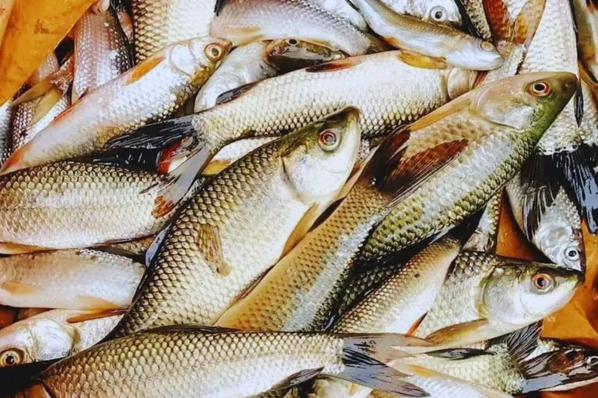 नालंदा में मुख्यमंत्री मछुआ कल्याण योजना के तहत जिले के मत्स्य कारोबारियों को थ्री व्हीलर वितरित