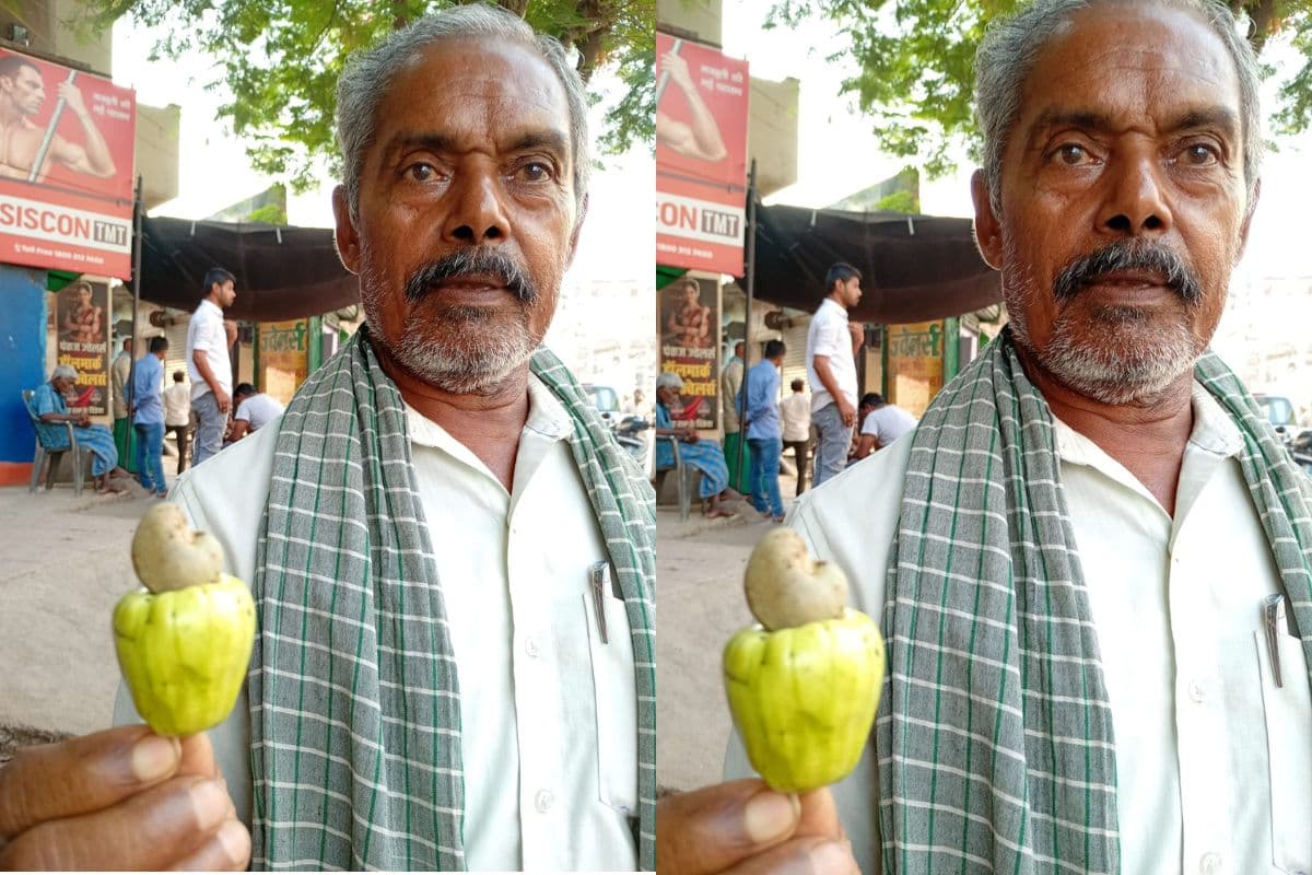 शेखपुरा में रंग लायी युवाओं की मेहनत : पहाड़ी पर छायी हरियाली, काजू के पेड़ में लगे फल