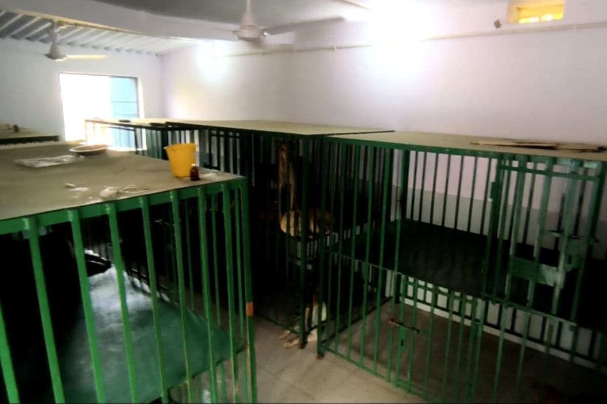 नवादा में आवारा कुत्तों पर बड़ा एक्शन, एक सप्ताह में 185 कुत्तों का ऑपरेशन और एंटीरेबीज इंजेक्शन लगाया गया