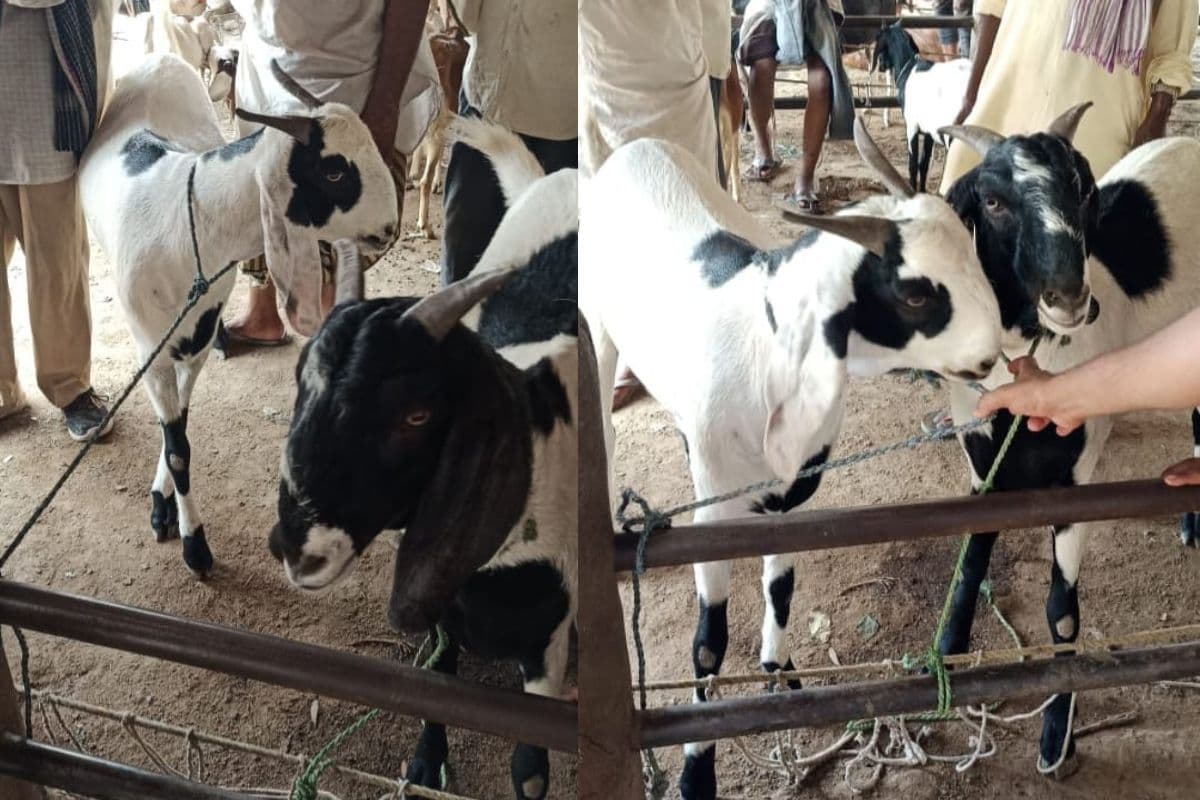 बकरीद की तैयारियां जोरों पर, पटना सिटी में नमाज और कुर्बानी को लेकर प्रशासन सतर्क