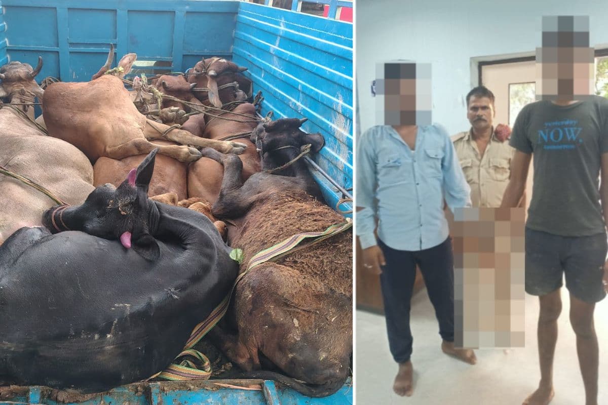 Gopalganj News : थावे पुलिस की छापेमारी में पिकअप से पकड़े गए पशु तस्कर, वाहन जब्त