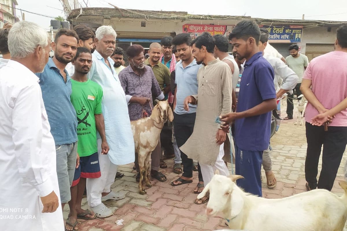 फारबिसगंज के हाट-बाजारों में बकरीद की रौनक: 12 से 60 हजार रुपये तक बिक रहे बकरे, फैंसी मार्केट में 'बट्टी' के नाम पर अवैध वसूली का आरोप